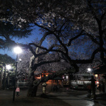 新井薬師の夜桜
